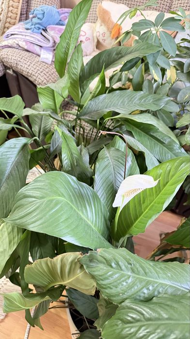 Комнатные цветы