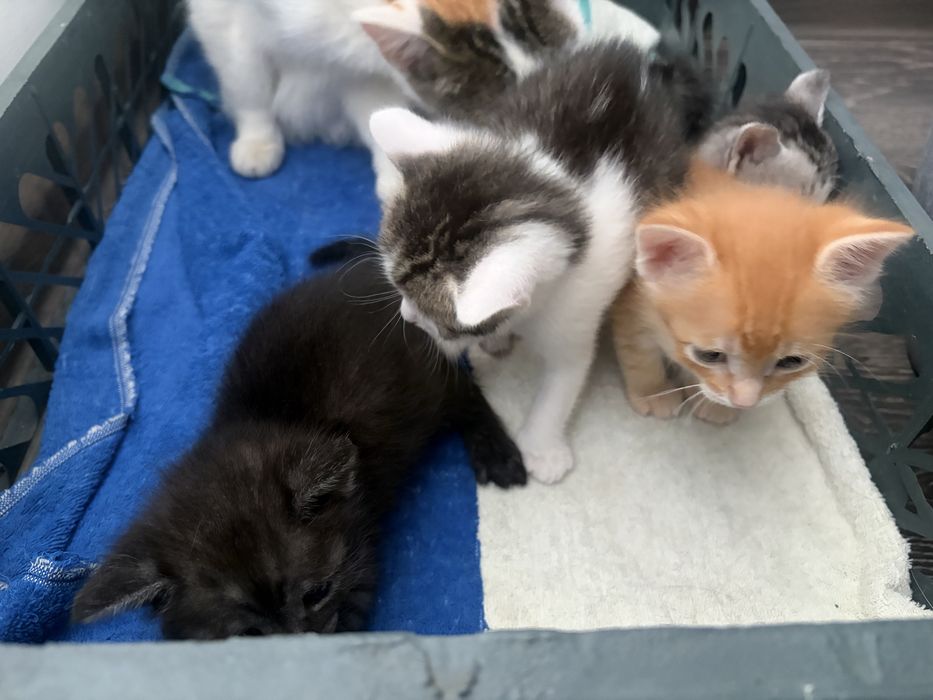 Отдам котят бесплатно