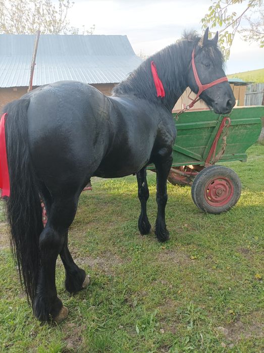 Vad armăsar metis de friz de 3 ,5 ani