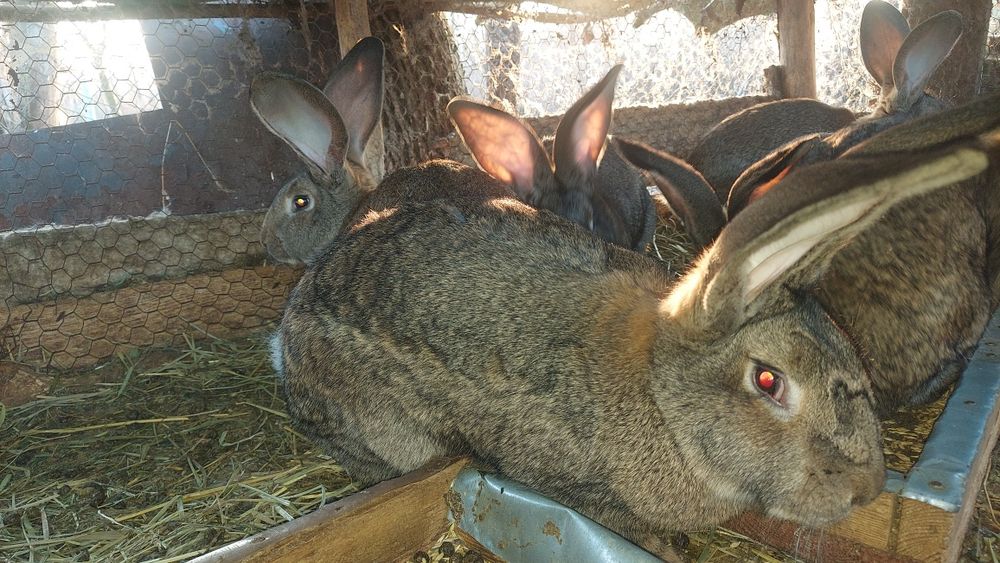 Vând femele  urias  german