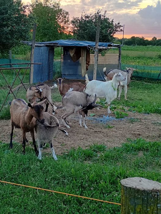 Capre de vânzare și ieduțe și 2 țapi