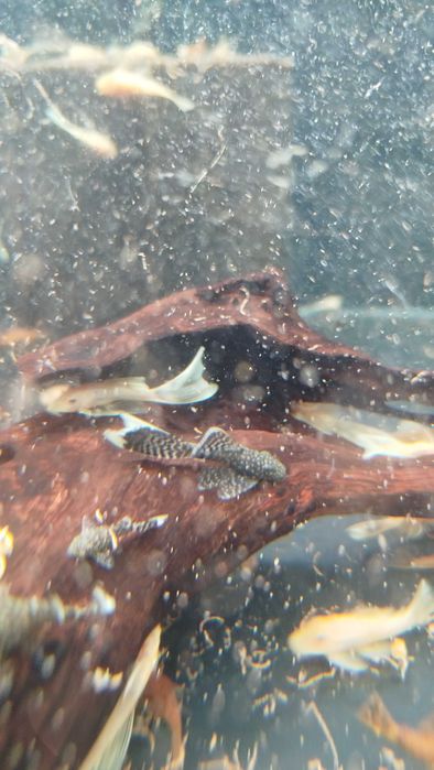 Подростки анциструсов