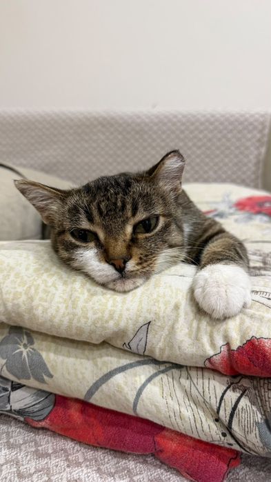 Отдаем в хорошие руки кошечку Стеллу
