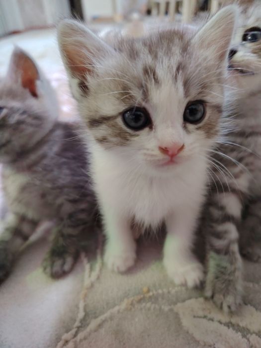 Котята срочно отдам