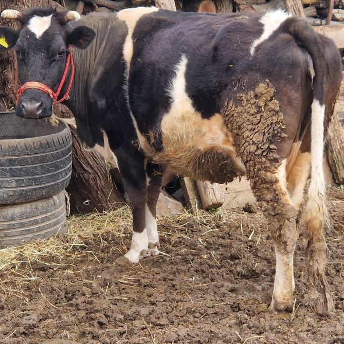 Корова              ,