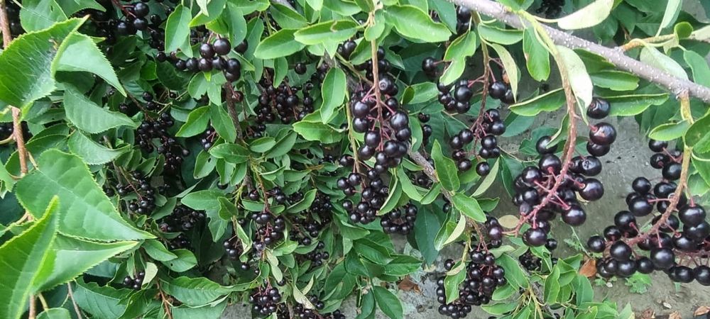 Черемуха куст отдам