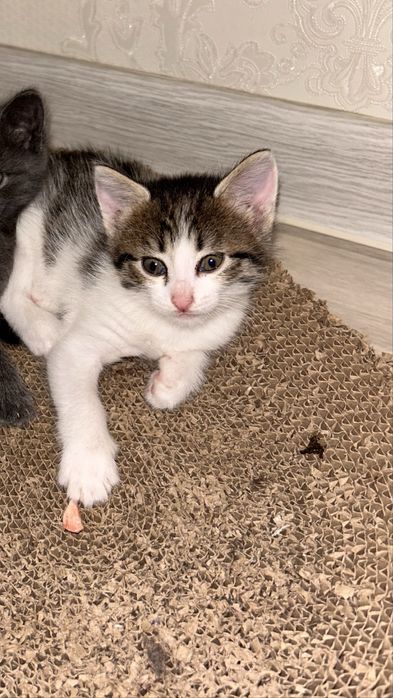 Пристраивается котята