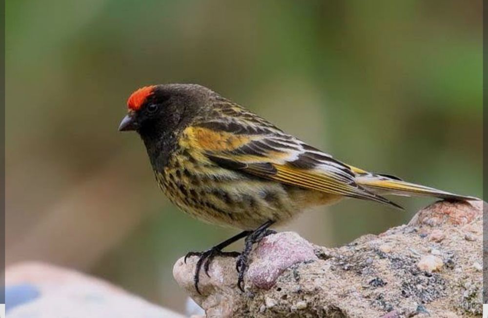 Вьюрок красношапочный