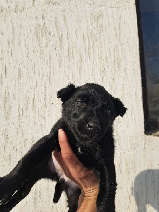 Продам щенка ягдтерьер девочка