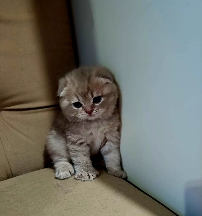 Мальчик скотиш-фолд, бежевого окраса. Очень ласковый и домашний.