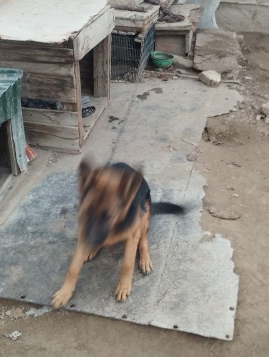 Немецкая овчарка