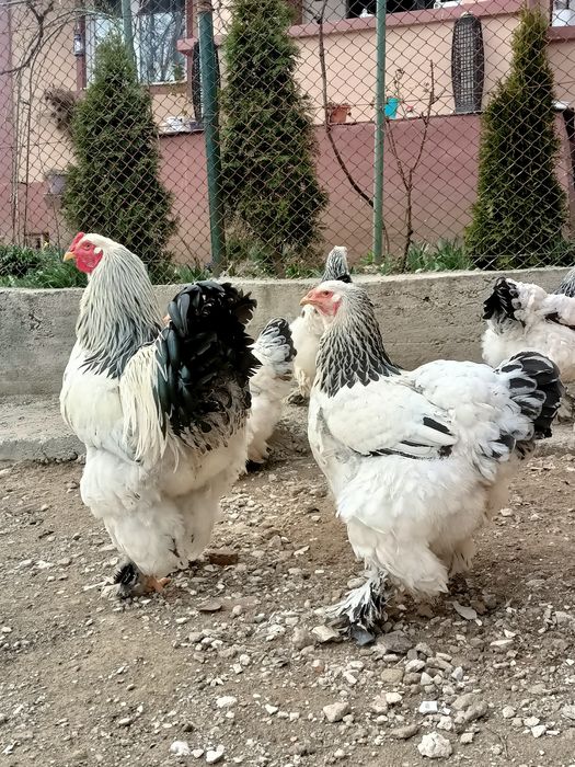 Familie gainiBrahma