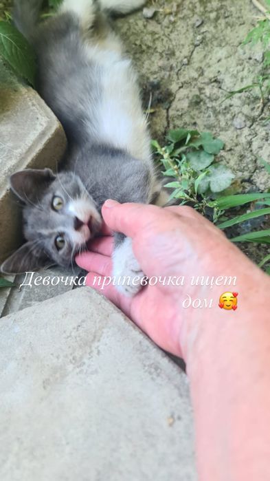 Котята ,бесплатно