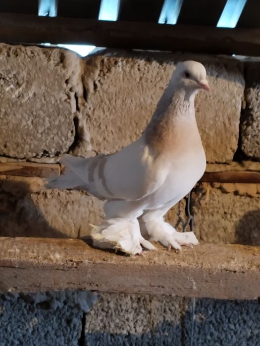 Голубь молодой перс