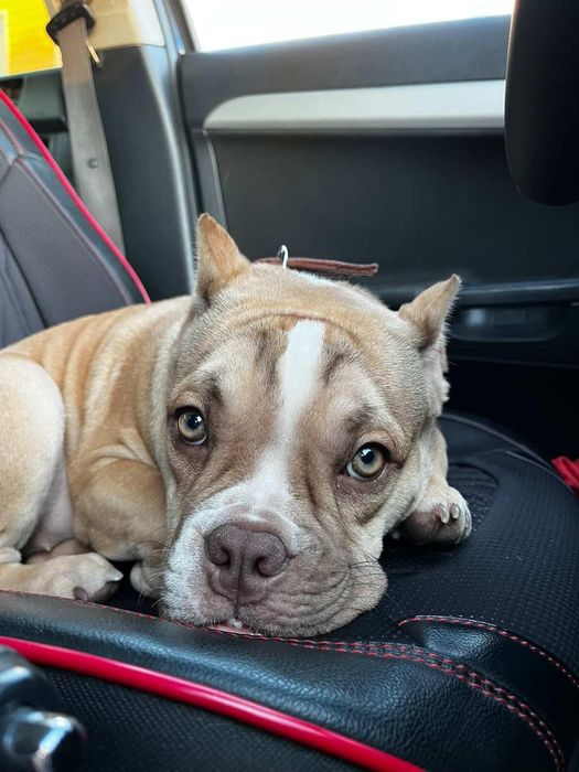 Продам Американского Булли девочку