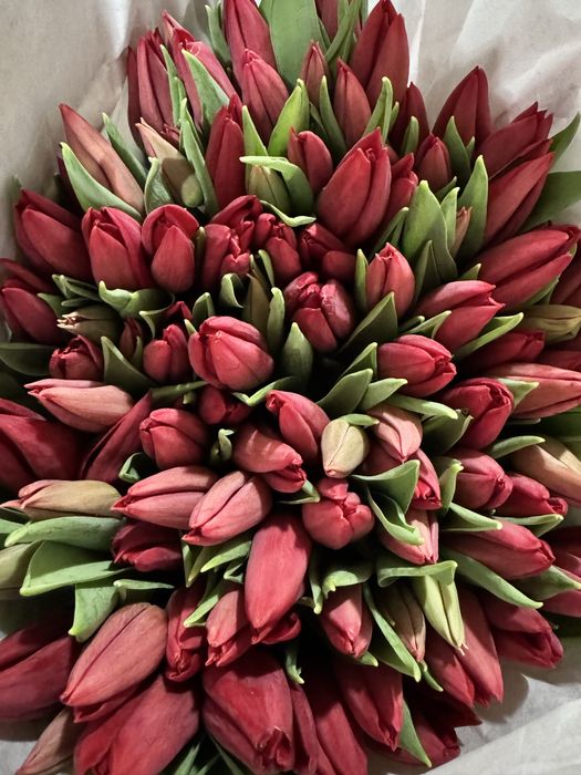 Тюльпаны Голландия