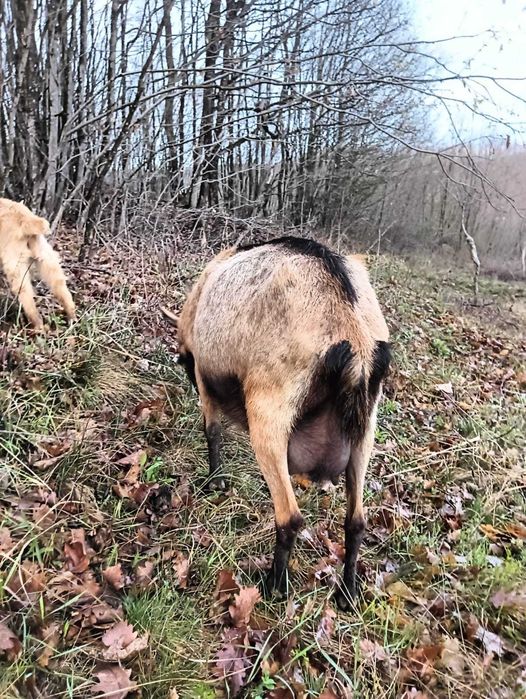 Vand capre iezi si iedute crescute natural in gospodarie.