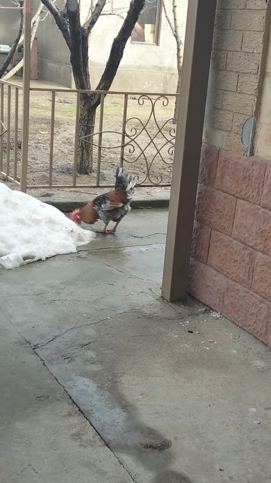 Қораздар сатылады