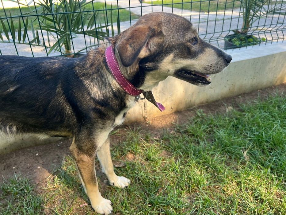 Подарявам женско Кученце