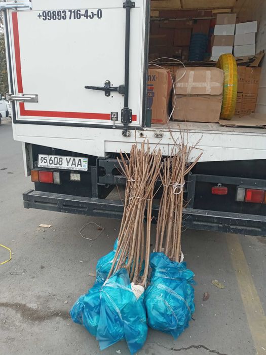 Экспортбоб валовье гилоси - Черешня валовье сердца