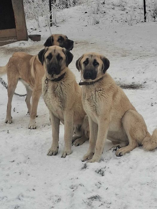 Cățel Kangal Turcesc