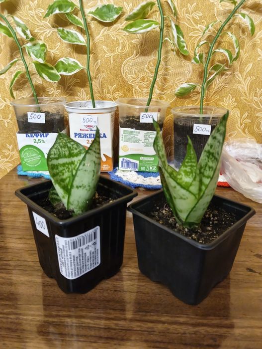 Продам сансевиерию (щучий хвос)т