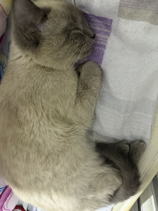 кошечка лапочка милашка