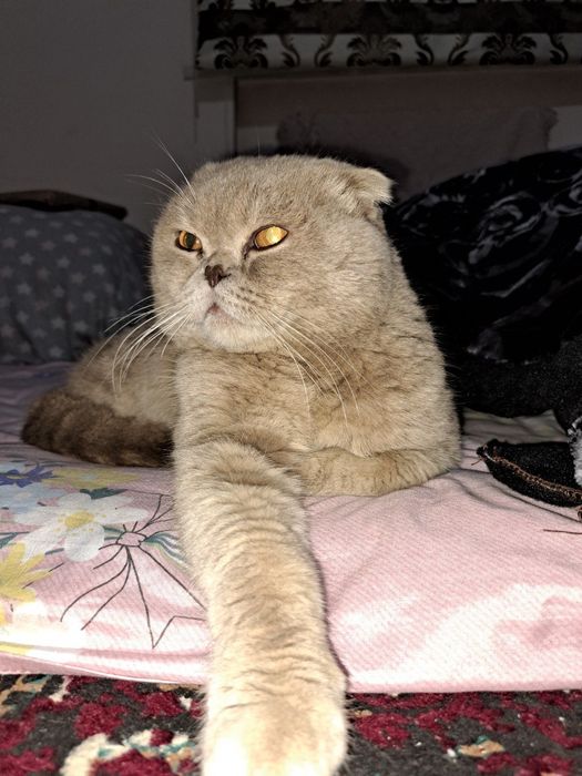 Шотландская шиншилла