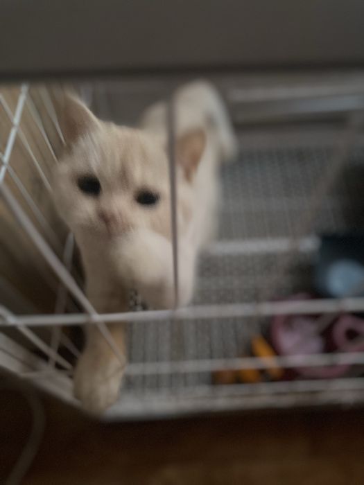 Кошка продам срочно