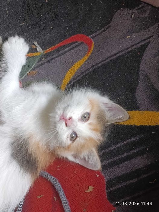 Котята ищут своих людей