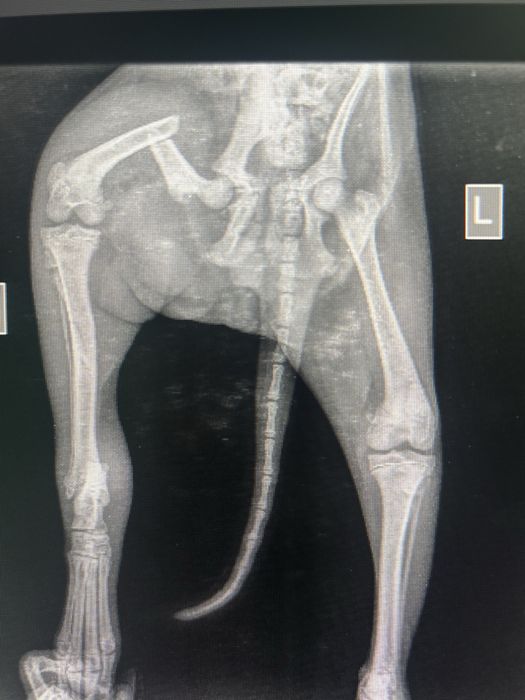 Ветеринар на дом