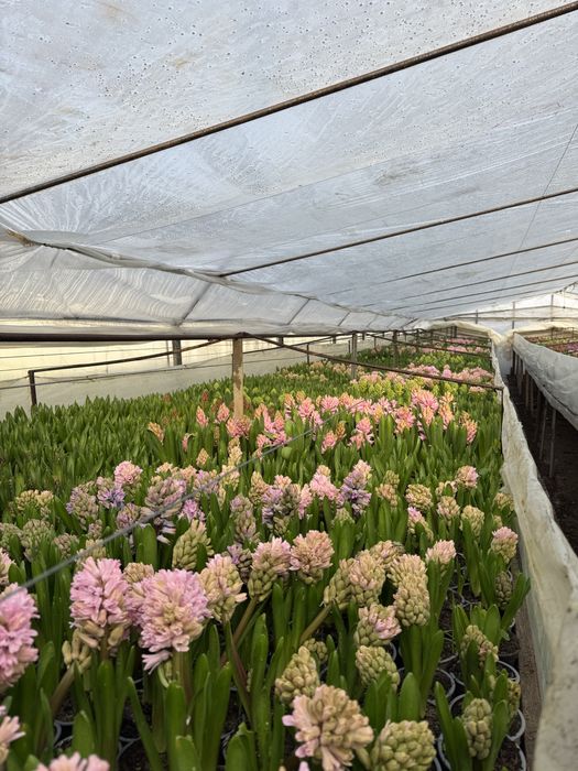 Zambile si Lalele ghiveci