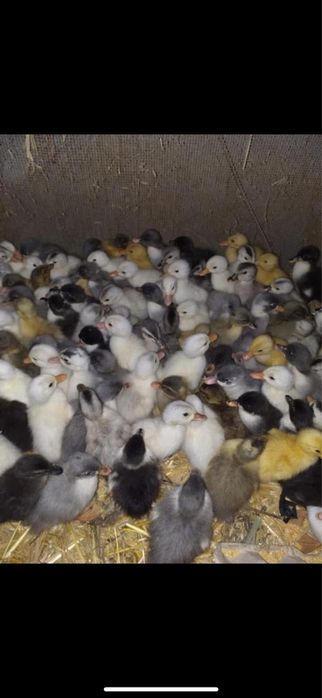 boboci de rata corolata