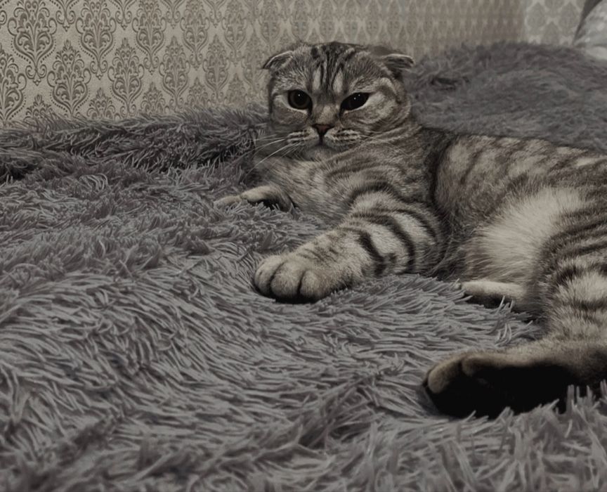 Вязка с шотландской красавицей