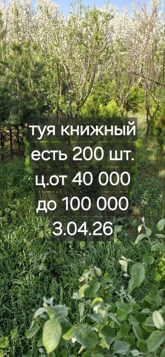 Дарахт Туя книжный