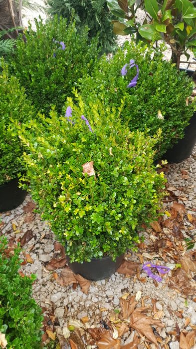 Vindem Buxus globular și con