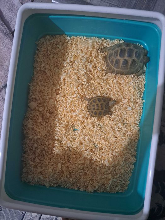 Toshbaqa черепаха домашные чистые