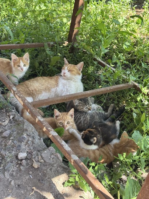 Котята срочно ищут дом