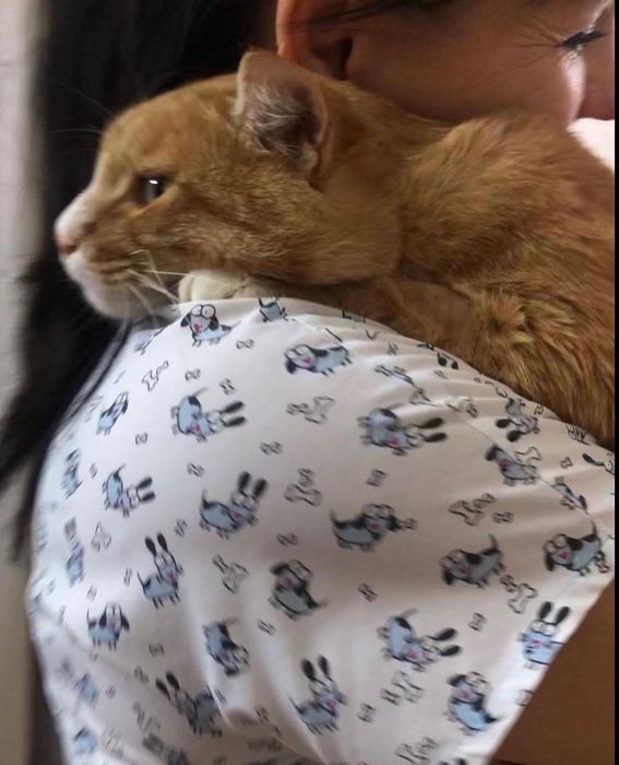 Котик - Санни