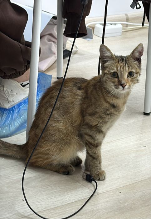 Отдам котенка в добрые руки