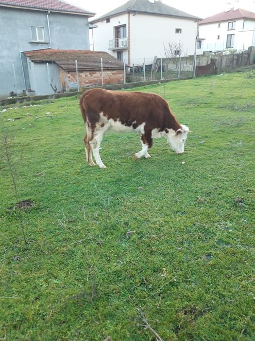 продавам 2 Крави и 1 Теле