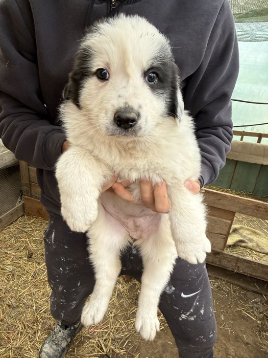 Ciobanesc de bucovina