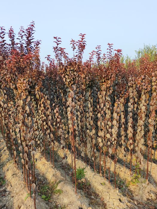 Sliva pisar kochatlari optom