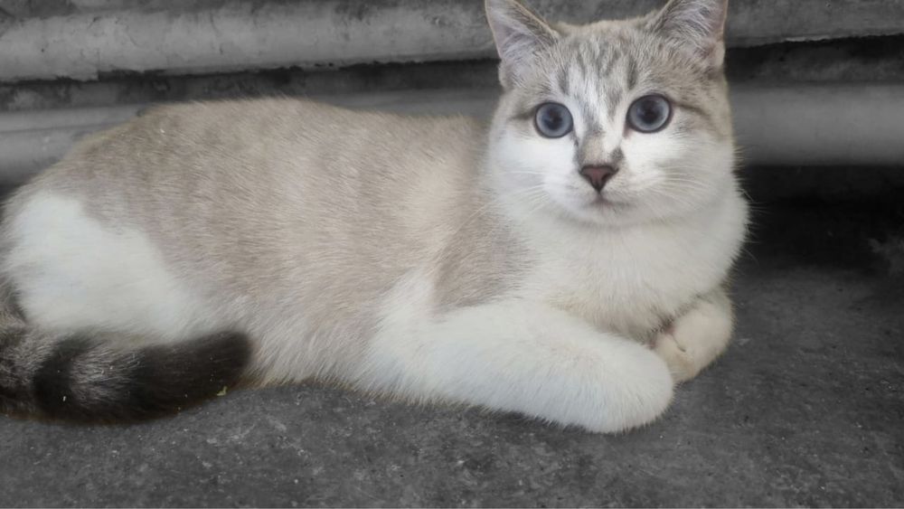 Кошечки в отвественные руки