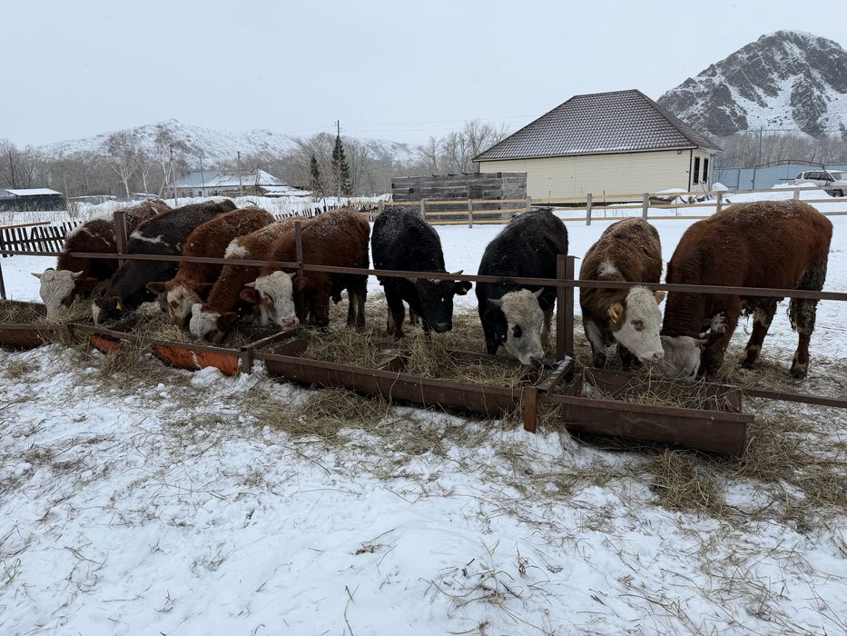 Продам бычков 1,5 годовалых