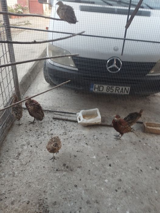 Vînd puii de fazani rasă comuna