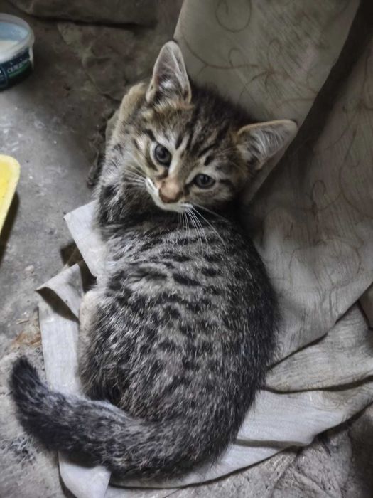 Отдам 4 котят в добрые руки