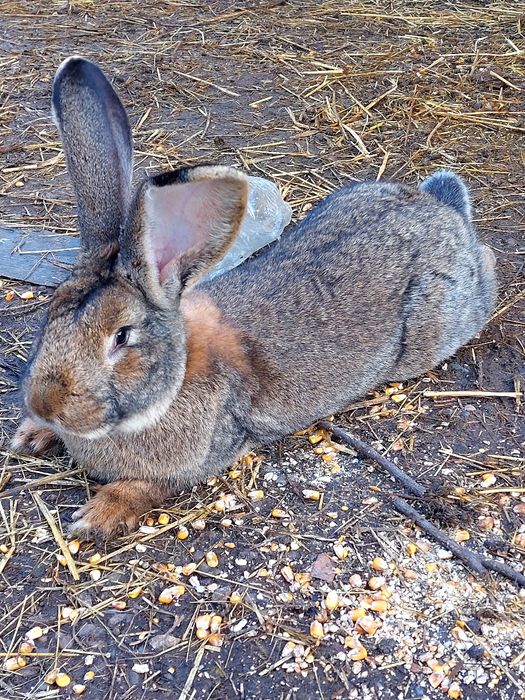 Iepure mascul Uriaș german