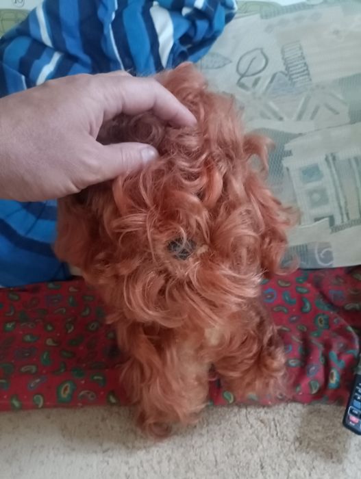 Собачка ретро винтаж