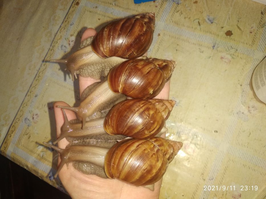 Улитки ахатина африканские